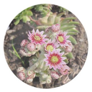 Hens and Chicks Flowers Plate
