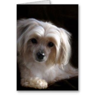 Yorkie Maltese Cards