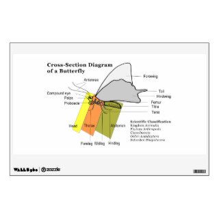 Diagram of a Common Butterfly Anatomy Lepidoptera Room Decal