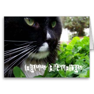 Black And White Cat Happy Birthday Card
