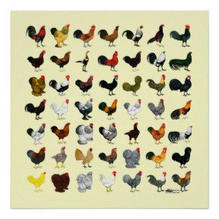 49 Roosters Posters