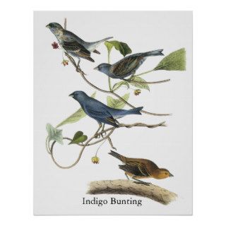 Audubon Indigo Bunting Print