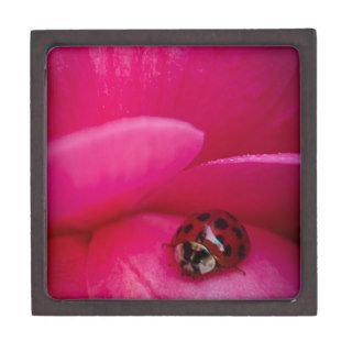 Ladybug Among the Petals Premium Gift Boxes