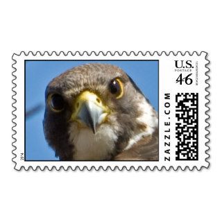 Peregrine Falcon Postage Stamp