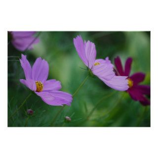 Cosmos flower and meaning print