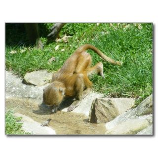 At the Watering Hole Baby Baboon Postcards
