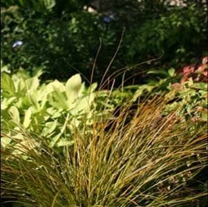 Carex testacea 'Prairie Fire'   Sedge Orange  Grass Plants  Patio, Lawn & Garden