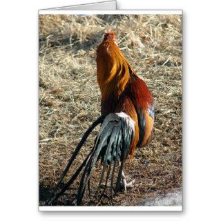 Phoenix Rooster Behind Greeting Cards