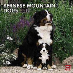 Bernese Mountain Dogs 2012 Calendar (Calendar) Dogs
