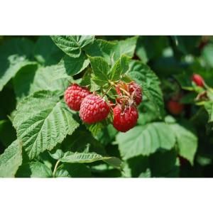 Sweet Berry Selections Caroline Red Raspberry Fruit Bearing Potted Plant RSBCRLAQT