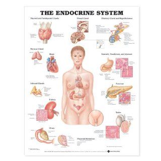 The Endocrine System Anatomical Chart (9781587790157) Anatomical Chart Company Books