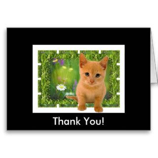 Thank you Kitten Card