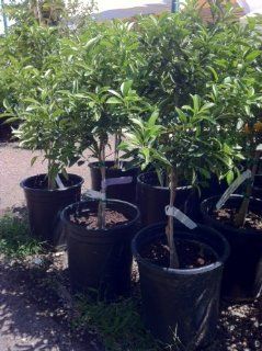Semi Dwarf Nagami Kumquat Tree, Five Gallon Container  Tree Plants  Patio, Lawn & Garden