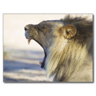 Male Lion Giving a Big Yawn or Growl Postcards