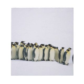 Emperor pinguins standing in a row, side view note pad