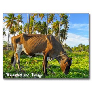 Cow Grazing Amongst Coconut Trees Post Card