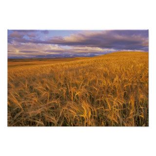 Field of Ripening Barley along the Rocky Poster