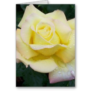 Peace Rose Greeting Card