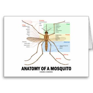 Anatomy Of A Mosquito Cards