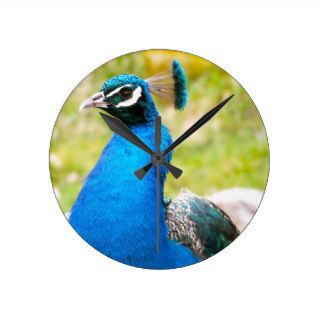 Beautiful Blue Peacock Profile Wallclock