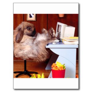 Rabbit Surfing The Net Postcard