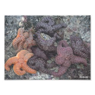 Starfish Against the Rock by J.C. McBride Photo Print