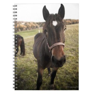 A horse in the nature, vignetting added note books