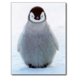 Baby Penguin Postcards