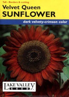 Lake Valley 1215 Sunflower Velvet Queen Red Heirloom Seed Packet  Flowering Plants  Patio, Lawn & Garden
