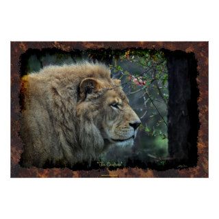 Male Lion Big Cat Wildlife lover Photo Art Poster