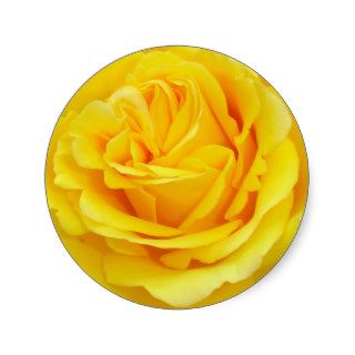Beautiful Yellow Rose Closeup Sticker