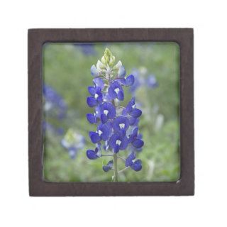 Bluebonnet Wildflower Photo Premium Keepsake Box