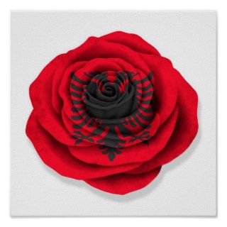 Albanian Rose Flag on White Poster