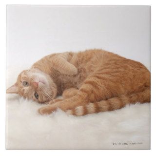 Ginger Cat Lying Down Ceramic Tiles