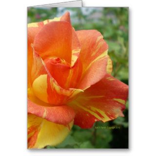 Orange and Yellow Striped Rose Card