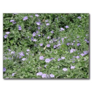 Australia's Purple flowers post card