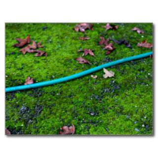 Green Garden Snake Hose Postcard