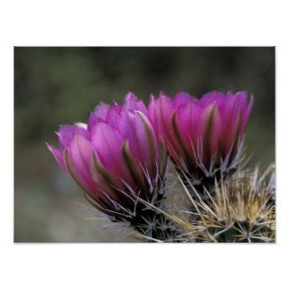 NA, USA, Arizona, Sonoran Desert. Hedgehog Print