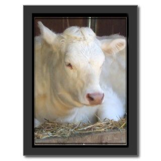 White cow postcard
