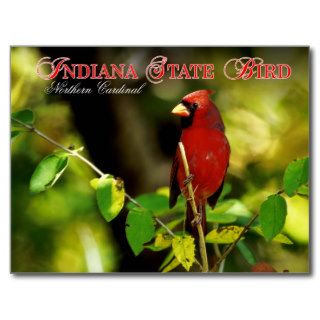 Indiana State Bird   Northern Cardinal Post Card