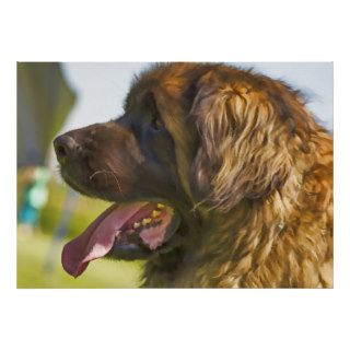 A beautiful Leonberger Dog Posters