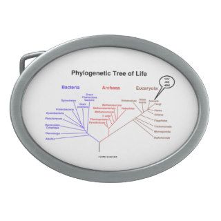 Phylogenetic Tree Of Life  Belt Buckles