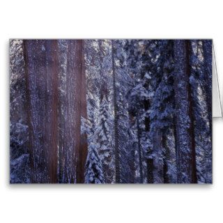 NA, USA, California. Sequoia National Park. 2 Card