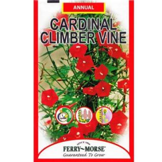 Ferry Morse 700 mg Climber Vine Cardinal Seed 1462