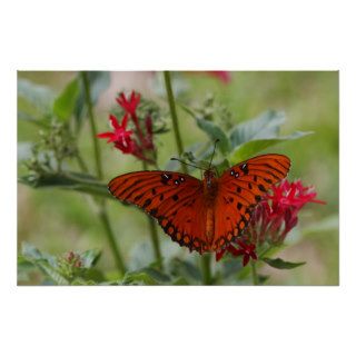 Orange Butterfly Nature Poster