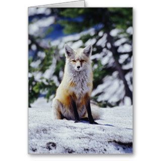 Red Fox sitting on snow bank, Vulpes, Mt. Greeting Cards