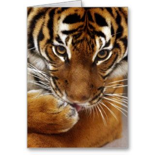 Malayan Tiger #1 card