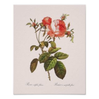Rosa Centifolia Foliacea Print