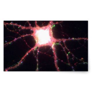 Hippocampal neurons 2 sticker