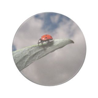 Ladybug Calm Before the Storm Coaster